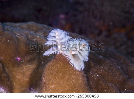Christmas Tree Worm-Spirobranchus giganteus, growing in a calcareous tube on brain coral