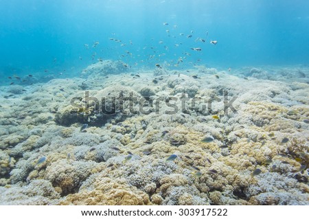 Beautiful coral garden and fish in tropical coral reef.