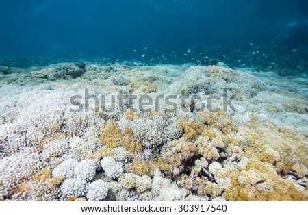 Beautiful coral garden and fish in tropical coral reef.