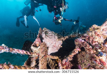 Giant frog fish rest on wreck ship.
