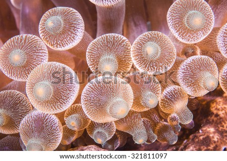 Close up of bubble anemone on a tropical coral reef.