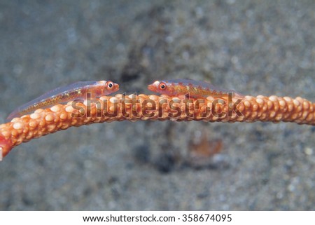 Goby fishes face to face on sea whip