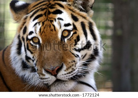 close-up tiger face