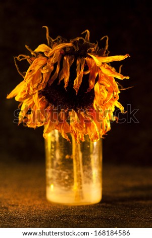Dried sun flower indoor