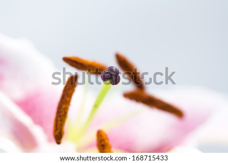 Stamen and pestle from a pink lily on white background