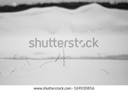 Abstract snow shapes with dried plants