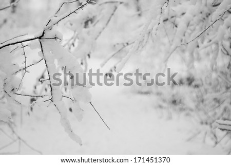 Snowing landscape in the park. Details on the branches. Snowing makes a lovely grain-like texture
