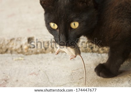 Black cat and mouse in a hunter - prey relation.