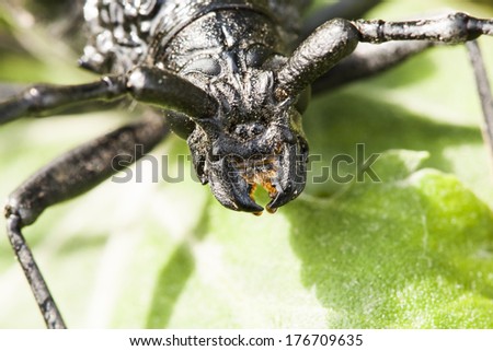 Cerambyx cerdo - a big black insect with big antennas who likes to eat oak tree bark. Macro details from the head