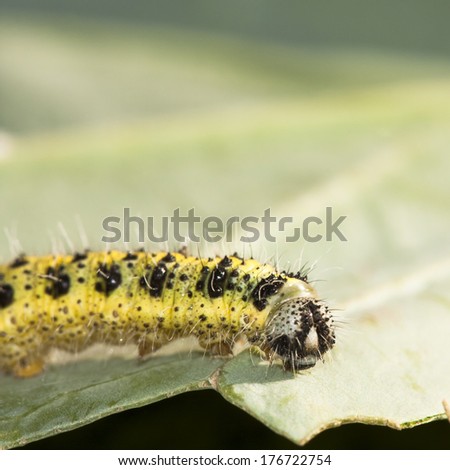 Yellow and green caterpillar on a green cabbage leaf