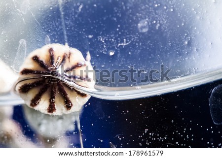 Abstract composition with poppy seed, water and bubbles