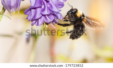 Columbine flower (Aquilegia) with natural background and bumble bee