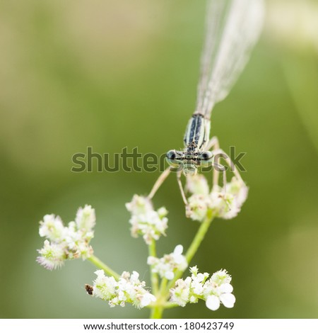 Blue dragonfly on a green plant with white flowers and natural background