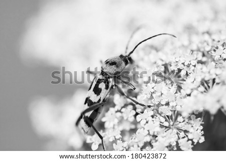 Black and white big yellow bug on a white flower with natural background
