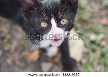 Black and white young cat meowing
