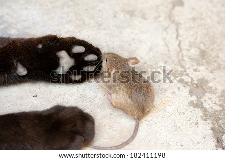 Black cat paws and mouse in a hunter - prey relation