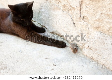 Black cat and mouse in a hunter - prey relation
