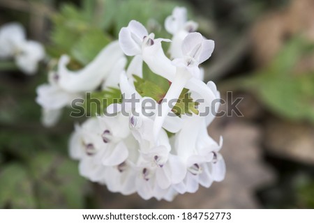 Stagger weed (Corydalis cava)plant with white flower with natural background