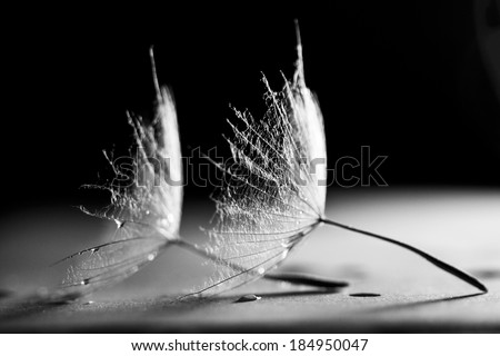 Black and white, macro, abstract composition with colorful water drops on dandelion seeds