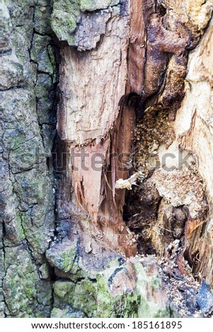 Remains of an old tree trunk with moss on the bark and  eaten by wood worms with worm traces