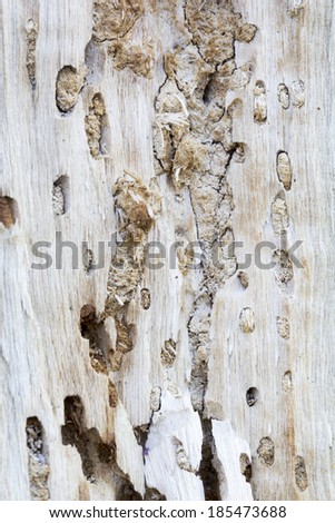 Remains of an old tree trunk without bark tree eaten by wood worms with worm traces