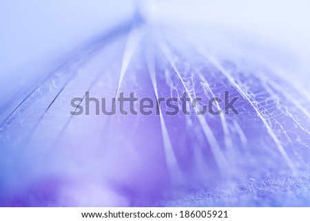 Macro, abstract composition with dandelion seed