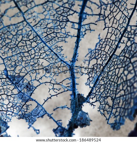 Abstract composition with rotten leaves with fibers texture and inverted colors - blue filigree abstract