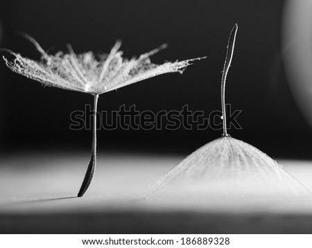 Black and white, macro, abstract composition with water drops on dandelion seeds