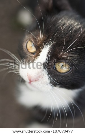 Black and white young cat portrait