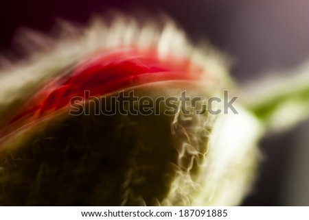 Abstract composition with blurred poppy buds