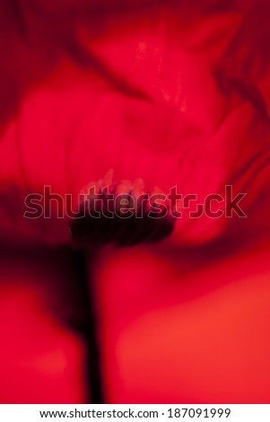 Abstract composition with blurred poppy petals