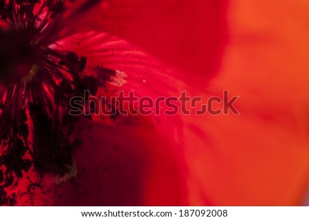 Abstract composition with blurred poppy petals