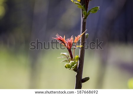 Sycamore (Acer pseudoplatanus) bud and young leaves in the springtime with beautiful, natural background