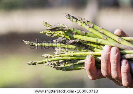 Man hand holding a bunch of fresh asparagus stems