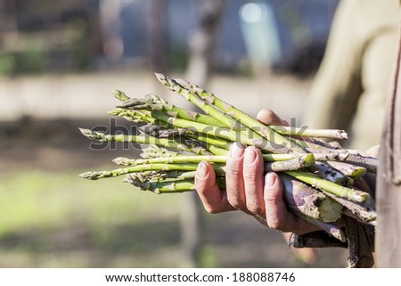 Man hand holding a bunch of fresh asparagus stems