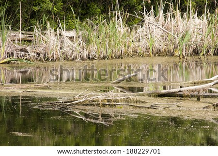 Vegetation, reeds and tree trunks reflected in water