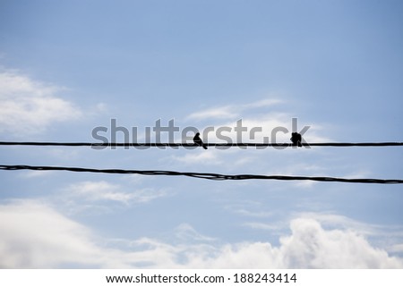 Doves silhouettes on the wires with beautiful sky in the background