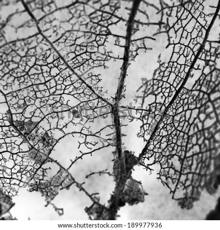 Black and white texture with rotten leaves with fibers - filigree abstract