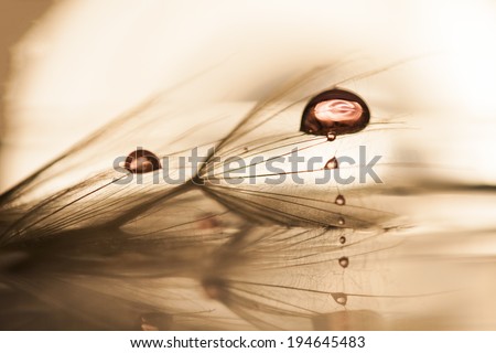Macro, abstract composition with colorful water drops on dandelion seeds