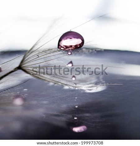 Macro, abstract composition with water drops on dandelion seeds