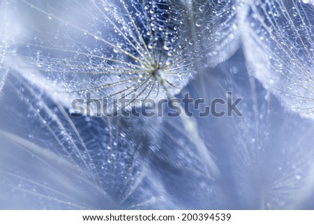 Dandelion seeds with water drops on natural background