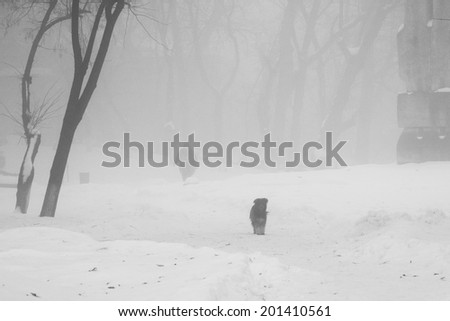 Winter landscape in the park with person and dog passing by