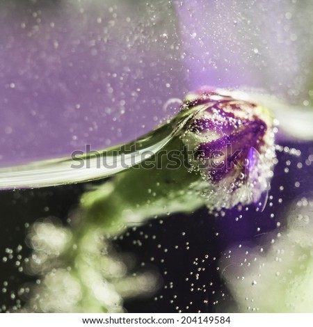 Abstract composition with poppy seeds, water and bubbles