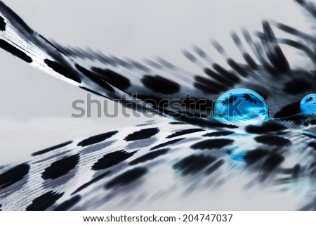 Guinea hen feather with blue water drops and grey background