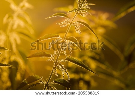 Nettle (Urtica dioica) - plant against the light in the sunset light