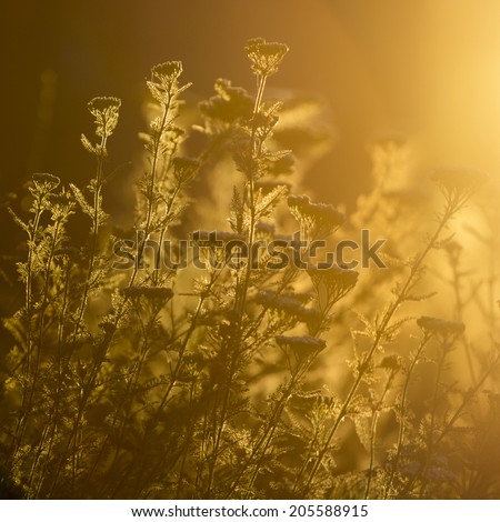 Milfoil (Achillea millefolium) -  plant against the light in the sunset light