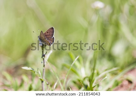Small, colorful, beautiful butterfly on a dried plant with natural background