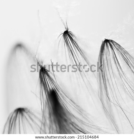 Black and white, abstract composition with dried plants seeds.  Looks like dandelion seeds