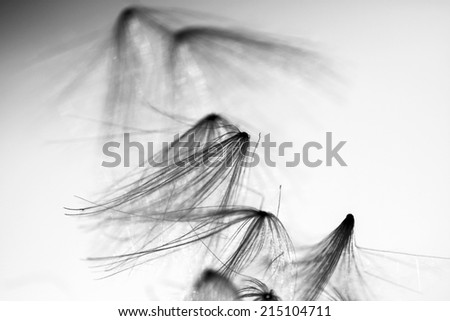 Black and white, abstract composition with dried plants seeds.  Looks like dandelion seeds