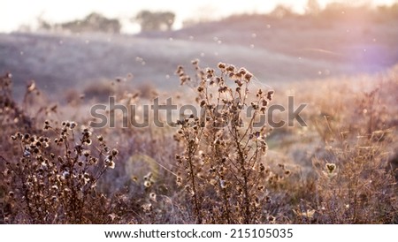 Dried herbs in the field, against the light, with spiderwebs and sunset light